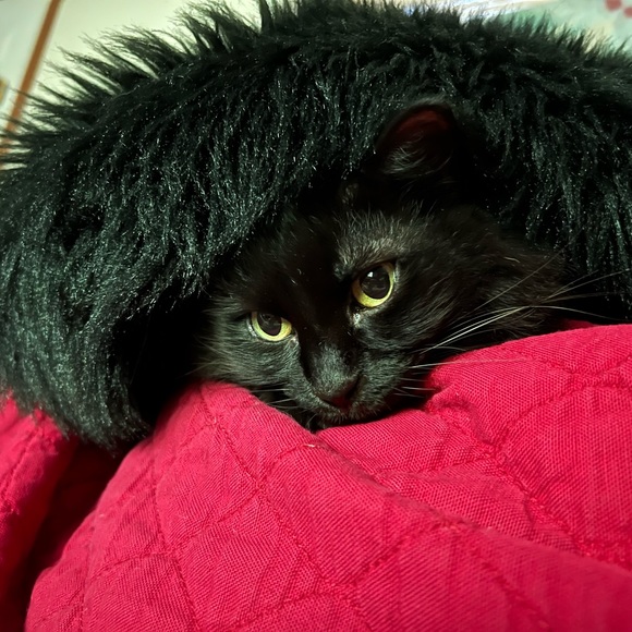 Meet your Posher, Lori - Picture 2 of 10